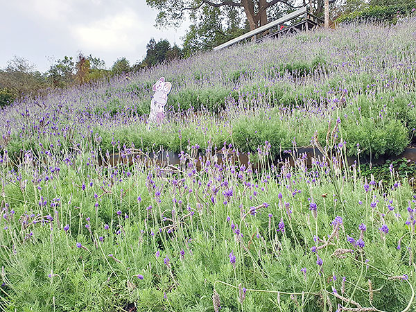lavendercottage14.jpg